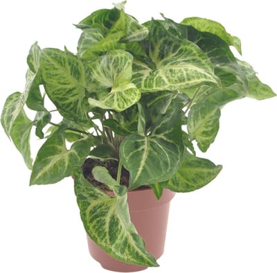 Plantenboetiek.nl | Syngonium Arrow - Ø12cm - 25cm hoog - Kamerplant - Groenblijvend