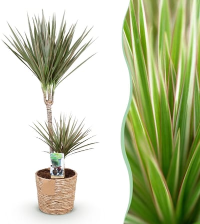 Green BoutiQ - Kamerplanten - Dracaena Marginata Bicolor - Drakenbloedboom - Weinig onderhoud - met mand - Groen - 1 Plant - Pot 21cm - Hoogte 90-100cm