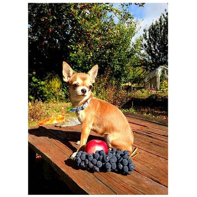 5D DIY diamant schilderij Chihuahua hond diamant borduurwerk volledige weergave mozaïek foto van steentjes 50X70CM