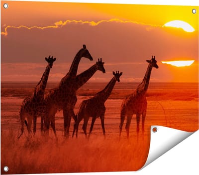 Gards Tuinposter Giraffe Kudde bij Zonsondergang - 80x60 cm - Tuindoek - Tuindecoratie - Wanddecoratie buiten - Tuinschilderij