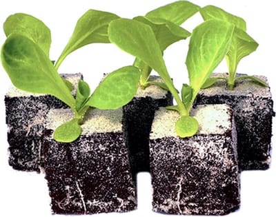 Romeinse sla plantjes - 12 sla plantjes - zelf groente kweken - moestuin