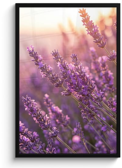 Poster in lijst - Fotolijst 60x90 cm - Posters - Lavendel - Paars - Zonlicht - Posterlijst zwart - Decoratie - Wanddecoratie woonkamer - Muurdecoratie slaapkamer