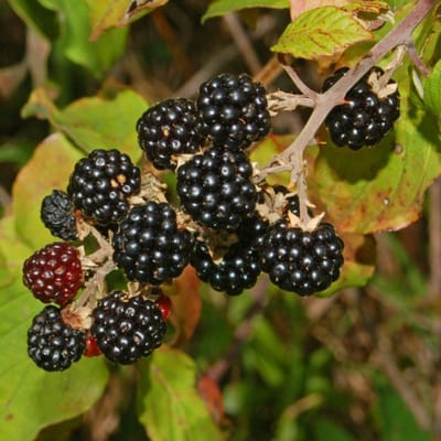 12 x Bramenstruik Himalaya Zwart Braam - Winterharde Fruitplant Klimplant - Rubus fruticosus 'Himalaya' in C2(liter) pot met hoogte 50-60cm