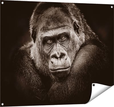 Gards Tuinposter Gorilla - Zwart Wit - 100x80 cm - Tuindoek - Tuindecoratie - Wanddecoratie buiten - Tuinschilderij