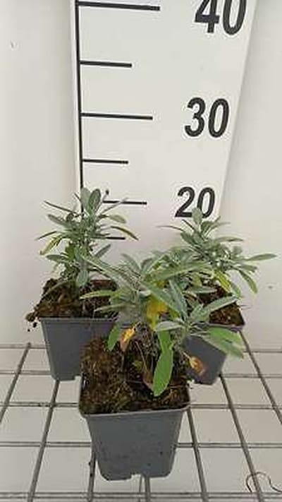 6x Struiksalie - Salvia lavandulifolia | 9x9 cm pot