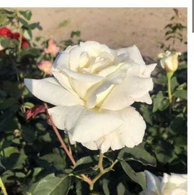 Rosa 'Pascali' - Roos in pot