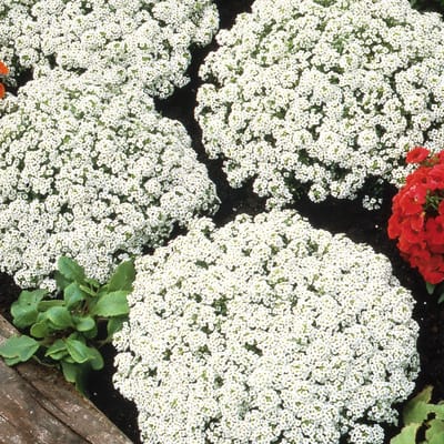 Sluis Garden Schildzaad Sneeuwkleed (alyssum)
