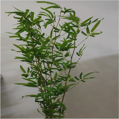 Kunst bamboeboom - Decoratie plant - Privacy creëren - Realistische stammen - 20 meter hoog - Groen