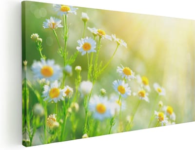 Artaza Canvas Schilderij Madeliefjes - 40x20 cm - Klein - Wanddecoratie Bloemen - Muurdecoratie Lente - Schilderijen Op Canvas