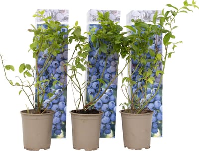 Plant in a Box - Vaccinium corymbosum 'Sunshine Blue' - Set van 6 - Winterharde bosbessenplanten - Pot 9cm - Hoogte 25-40cm