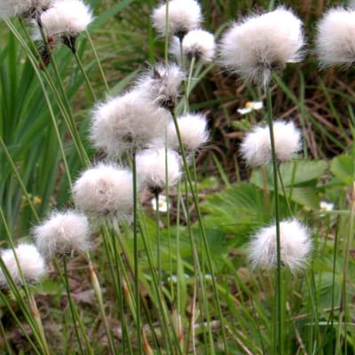 6x Eriophorum vaginatum Pot 9c9cm - Prachtige Zeggeplanten voor in de Tuin