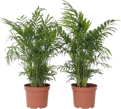 Plant in a Box - Chamaedorea elegans - Mexicaanse dwergpalm - Compact groeiende groene palm - Set van 2 -Pot 17cm - Hoogte 50-60cm