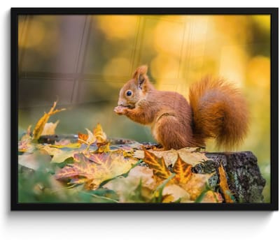 Poster in lijst - Fotolijst 70x50 cm - Posters - Eekhoorn - Herfst - Bosdieren - Herfstbladeren - Bos - Posterlijst zwart - Decoratie - Wanddecoratie woonkamer - Muurdecoratie slaapkamer