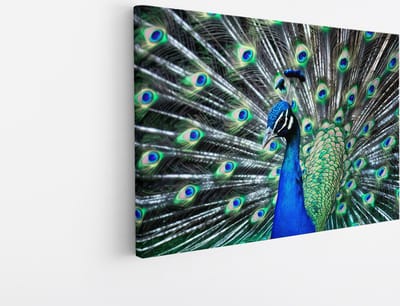 Saammp Canvas Schilderij - Pauw met grote hanen - Dieren - Bloemen - 45x30 - Foto op canvas - Wanddecoratie - muurdecoratie Woonkamer - Slaapkamer decoratie - Canvas Print
