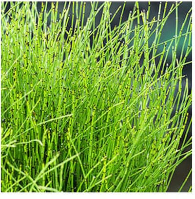 Moerings Equisetum Scirpoides | Dwergholpijp | In 18CM Mand Kant en Klaar