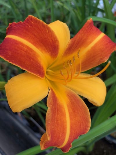 6 x Hemerocallis 'Frans Hals' - Daglelie - P9 Pot (9 x 9cm) - Dima Vaste Planten