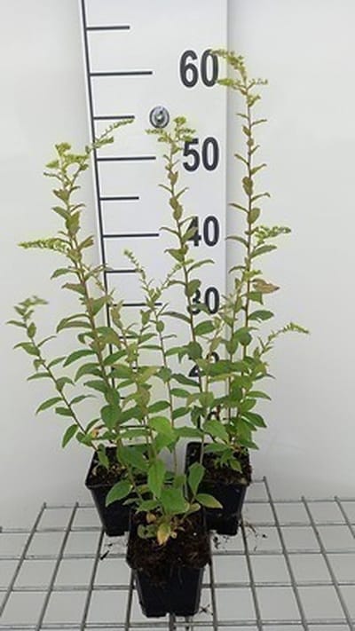 6x Guldenroede - Solidago rugosa | 9x9 cm pot