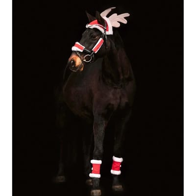 Kerstset Voor Paarden - Bijna Uitverkocht!