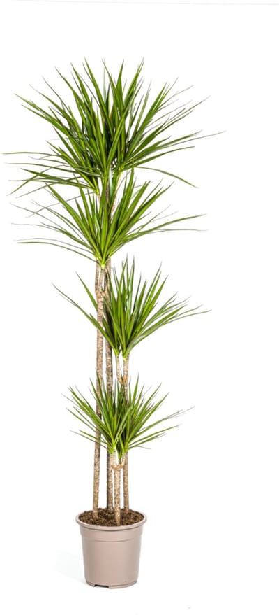 Plantenboetiek.nl | Dracaena Marginata Green - Ø27cm - 170-190cm hoog - Kamerplant - Groenblijvend