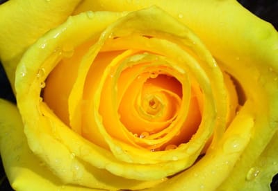 Fotobehang Rose Flower Drops Yellow | XL - 208cm x 146cm | 130g/m2 Vlies