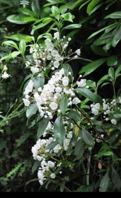 Kalmia latifolia - Berglaurier, Breedbladige Lepelstruik 25- 30 cm in pot