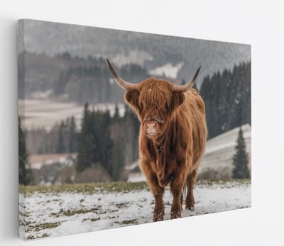 Saammp Canvas Schilderij - 2 Schotse Hooglander Koeien in de sneeuw - Dieren - Natuur - 60x40 - Foto op canvas - Wanddecoratie - muurdecoratie Woonkamer - Slaapkamer decoratie - Canvas Print