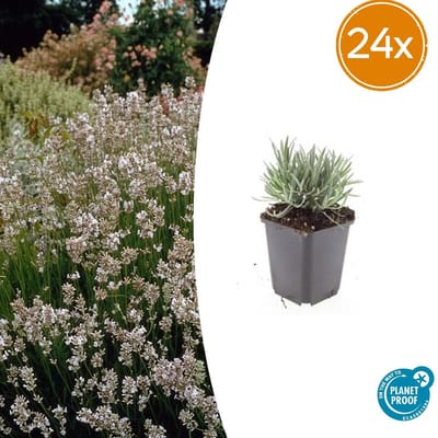 Tuinplantenshop.com | Lavandula int. 'Edelweiss' | 24 stuks - Ø9cm - 10-25cm hoog - Tuinplant
