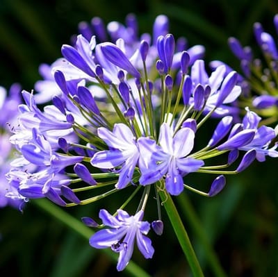 6x Agapanthus hybrida 'Charlotte'® Pot 9x9cm - Prachtige bloeiende planten voor in de tuin
