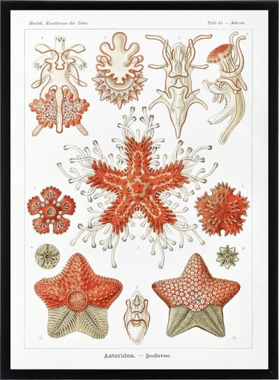 Poster Ernst Haeckel - Asteridea - Zeester Decoratie - Kunstformen der natuur - Zeedieren - 50x70 cm