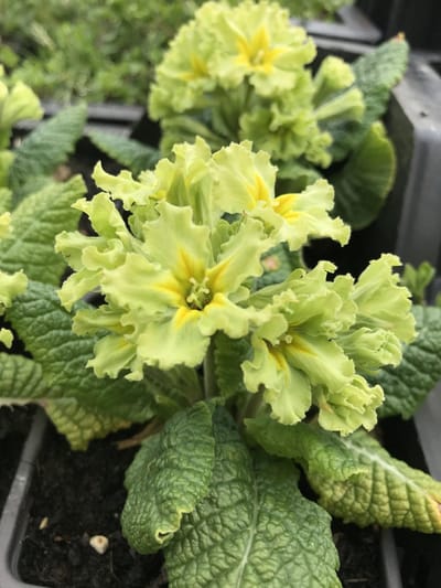 6 x Primula 'Franceska' - Sleutelbloem - P9 Pot (9 x 9cm) - Dima Vaste Planten