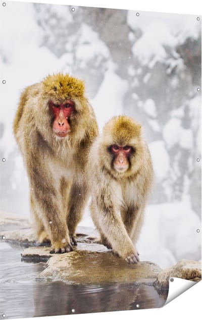 Gards Tuinposter Twee Aapjes in de Sneeuw op Rotsen - 120x160 cm - Tuindoek - Tuindecoratie - Wanddecoratie buiten - Tuinschilderij