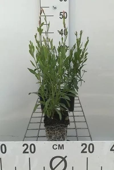 6x Gaura - Gaura lindh. 'Whirling Butterflies'(oenothera li) | 9x9 cm pot