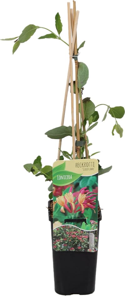 Bloomique - Lonicera Heckrottii Goldflame - Kamperfoelie - Rood, Geel - Klimplanten - Tuinplanten - Winterhard - Hoogte 50-70 cm - Pot 15 cm