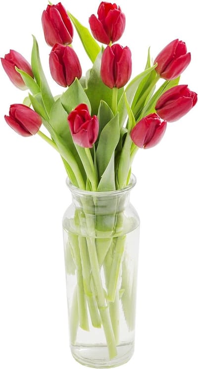 Rode Tulpen Boeket - Bloemen Cadeau - Lente Decoratie - Verse Boerderij Kwaliteit - 10 Stuks - Rood
