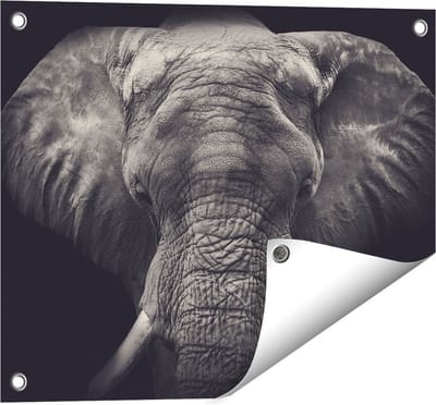 Gards Tuinposter Olifantenkop - Olifant - Zwart Wit - 50x40 cm - Tuindoek - Tuindecoratie - Wanddecoratie buiten - Tuinschilderij