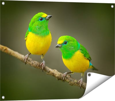 Gards Tuinposter Twee Groen Gele Zangvogels op een Tak - 80x60 cm - Tuindoek - Tuindecoratie - Wanddecoratie buiten - Tuinschilderij