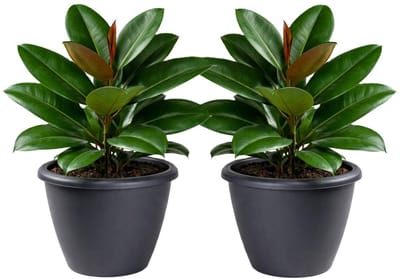 Mega Collections Plantenpot / bloempot Essence Lima - 2x - kunststof - antraciet - binnen/buiten - D40 x H32 cm