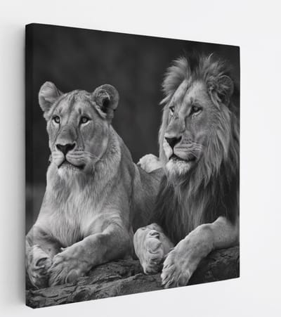 Saammp Canvas Schilderij - 2 Leeuwen op een steen - Dieren - Natuur - 20x20 - Foto op canvas - Wanddecoratie - Muurdecoratie Woonkamer - Slaapkamer decoratie - Canvas Print