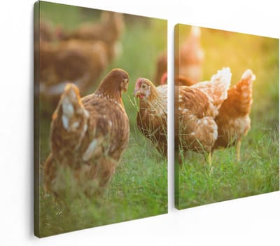 Artaza Canvas Schilderij Tweeluik Kippen op het Gras  - 120x80 - Foto Op Canvas - Canvas Print