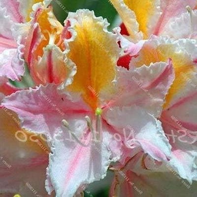 Azalea Zaden - Japanse Rhododendron - Tuin Aanleggen - 15 Kleuren Varianten - 50 Stuks - Multi