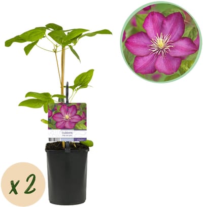 Plantenboetiek.nl | Klimplant - Clematis Ville de Lyon - Bloem Roze - Weinig onderhoud -2 planten - Pot 11cmcm - Ø10cm - 30-40cm hoog - Tuinplant