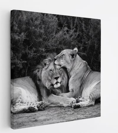 Saammp Canvas Schilderij - Leeuwen koppel tussen de planten - Dieren - Natuur - 20x20 - Foto op canvas - Wanddecoratie - Muurdecoratie Woonkamer - Slaapkamer decoratie - Canvas Print