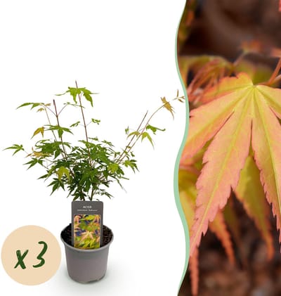Plantenboetiek.nl | Acer palmatum Katsura - Oranje - 3 Planten - Bladverliezend - Weinig Onderhoud - Ø12cm - 25-35cm hoog - Tuinplant