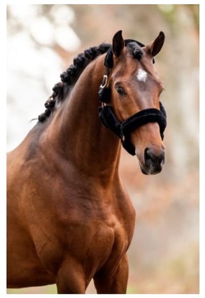 Showtime Teddyhalster Zwart/ Rose Gold Pony