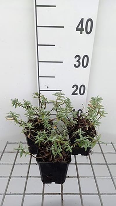 6x Zonneroosje - 3,08Helianthemum hybr. 'Fire Dragon' | 9x9 cm pot