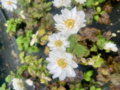 6x Herfstanemoon, Japanse Anemoon - Anemone hybrida 'Whirlwind' | 9x9 cm pot