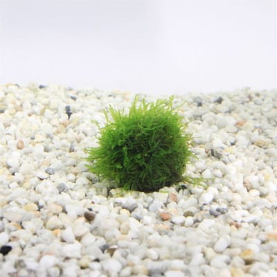 Moerings Javamos | Op Lavasteen Small Waterplant