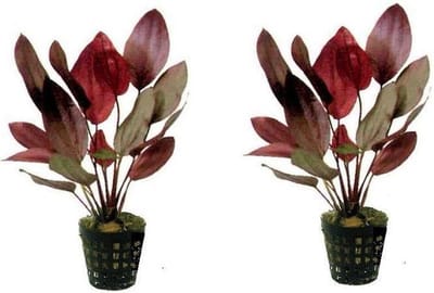 Levende aquariumplant Echinodorus ozelot Rood 5 cm pot per 2 stuks