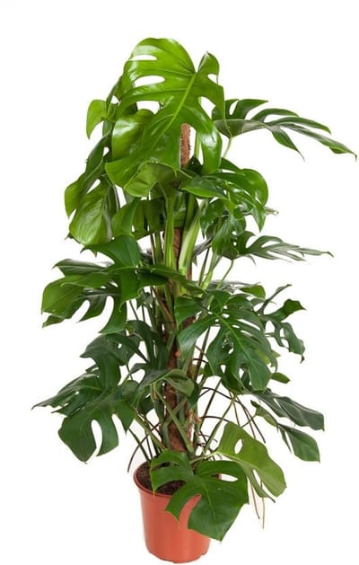 Monstera Deliciosa met mosstok - Hoogte 120cm - Pot 24cm