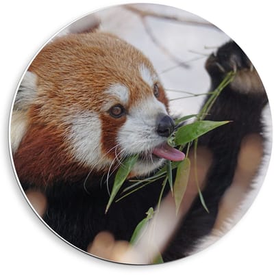 Forex Wandcirkel - Etende Rode Panda - 40x40cm Foto op Wandcirkel (met ophangsysteem)